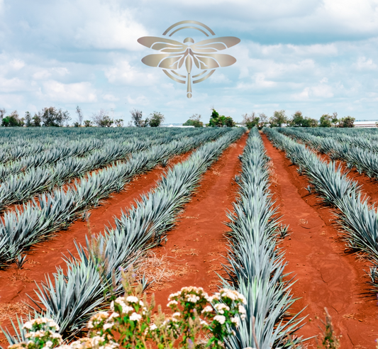 Tequila is only possible because of the blue agave plant.